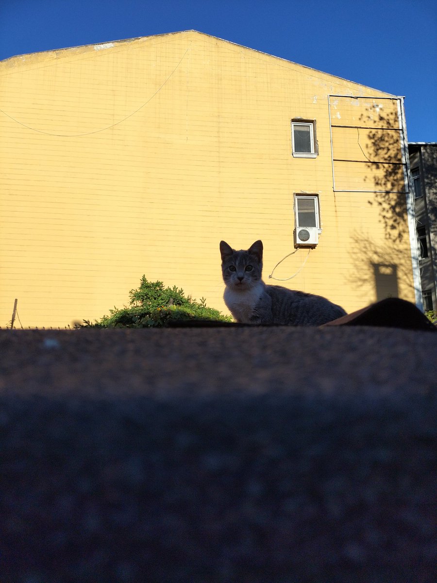 Düşlerin Çürümesin (@prefrontal_crtx) on Twitter photo 