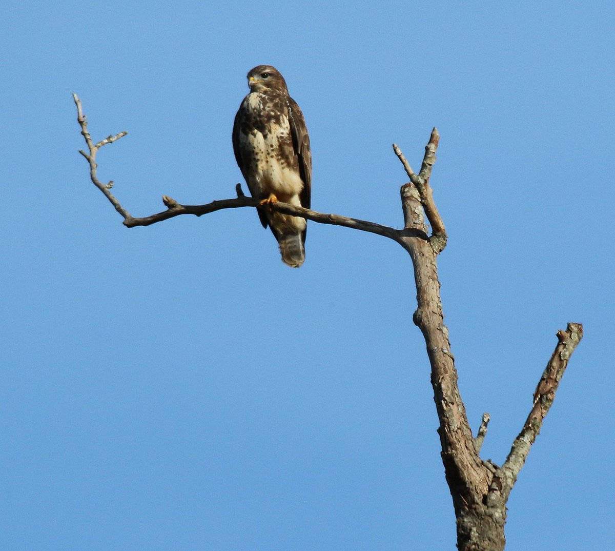 Hubo un tiempo en que con los fríos aparecía un ratonero en cada poste, casi en cada rama desnuda recortada contra el horizonte.