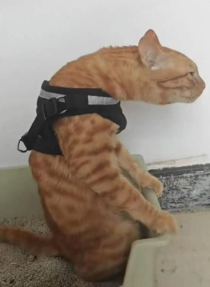 doing this  for the  first time tbh 
twitch.tv/afrecus
twitch.tv/afrecus
twitch.tv/afrecus
#Livestream #twitchstreamer #Twitch配信者さんと繋がりたい #twitch #DyingLightTheBeast #DyingèLight