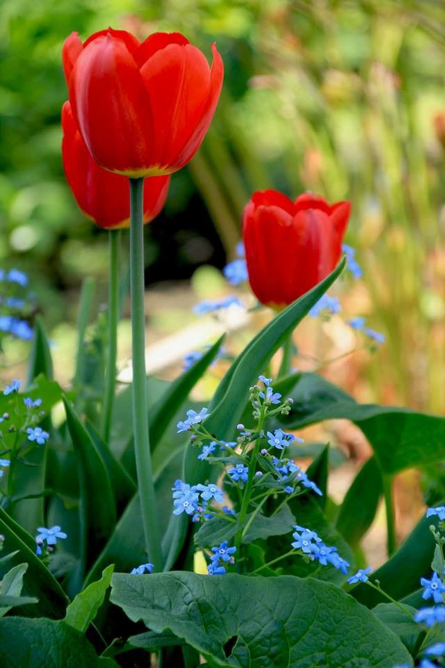 Botanichka's tweet image. Для тех, кто не боится экспериментов: красный сад! 

Рискнули бы сделать монохромный сад в этом цвете? 

#ландшафтный_дизайн