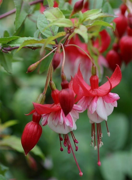 Botanichka's tweet image. Для тех, кто не боится экспериментов: красный сад! 

Рискнули бы сделать монохромный сад в этом цвете? 

#ландшафтный_дизайн