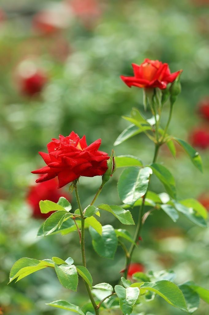 Botanichka's tweet image. Для тех, кто не боится экспериментов: красный сад! 

Рискнули бы сделать монохромный сад в этом цвете? 

#ландшафтный_дизайн