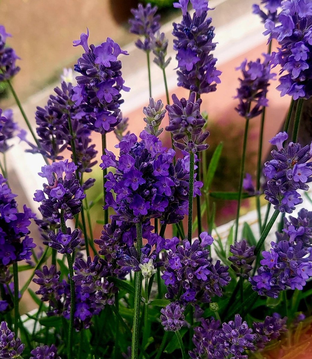 Maria Lea tweet media