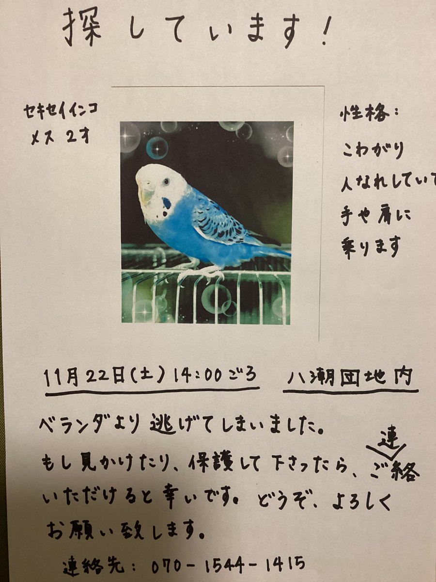 迷子 ページ 迷子インコ #迷子鳥 ＃保護情報 ＃御家族様に繋がります様に