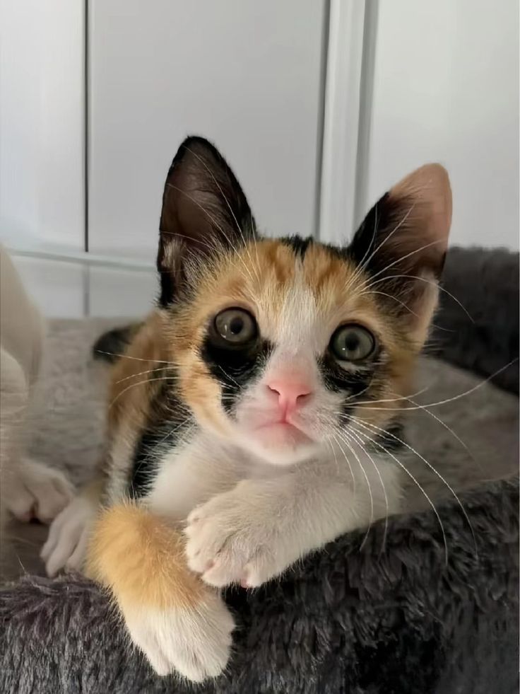manusepulcro's tweet photo. @corvenkrl @ArtemisSep1685 @veratatto170341 Ué, esqueceu da Spirae Letum????
Ela é literalmente uma gata, a MINHA gata https://t.co/lwoDkwHGwC