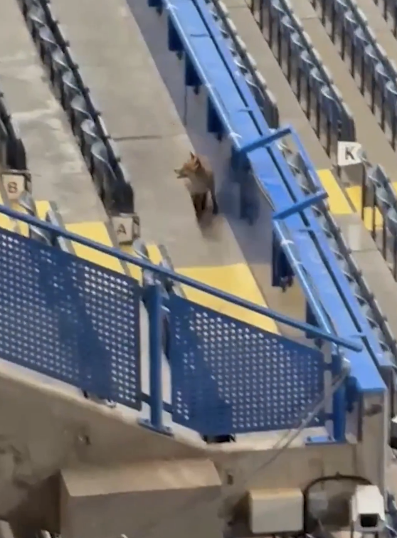 TouchlineX's tweet image. 🚨 𝗕𝗥𝗘𝗔𝗞𝗜𝗡𝗚: There is a fox running around at Stamford Bridge! 🦊