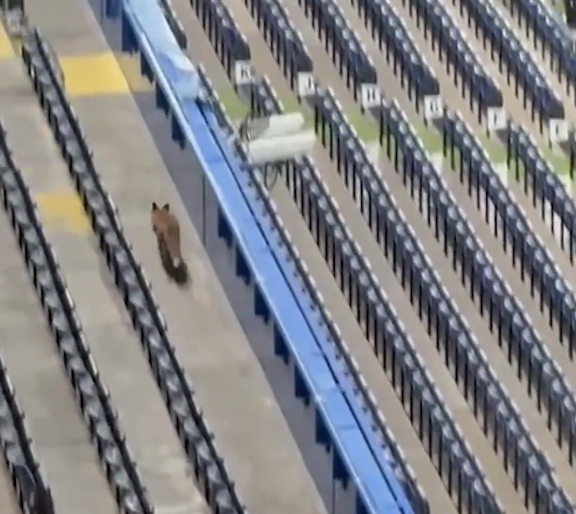 TouchlineX's tweet image. 🚨 𝗕𝗥𝗘𝗔𝗞𝗜𝗡𝗚: There is a fox running around at Stamford Bridge! 🦊