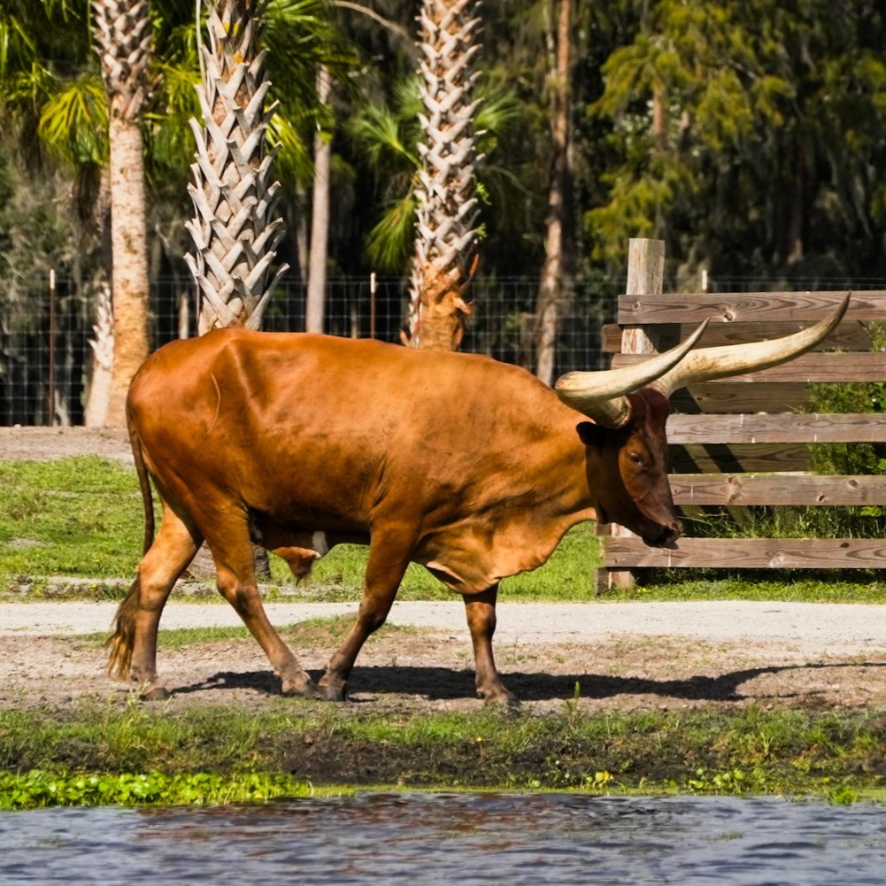 Wild Florida tweet media