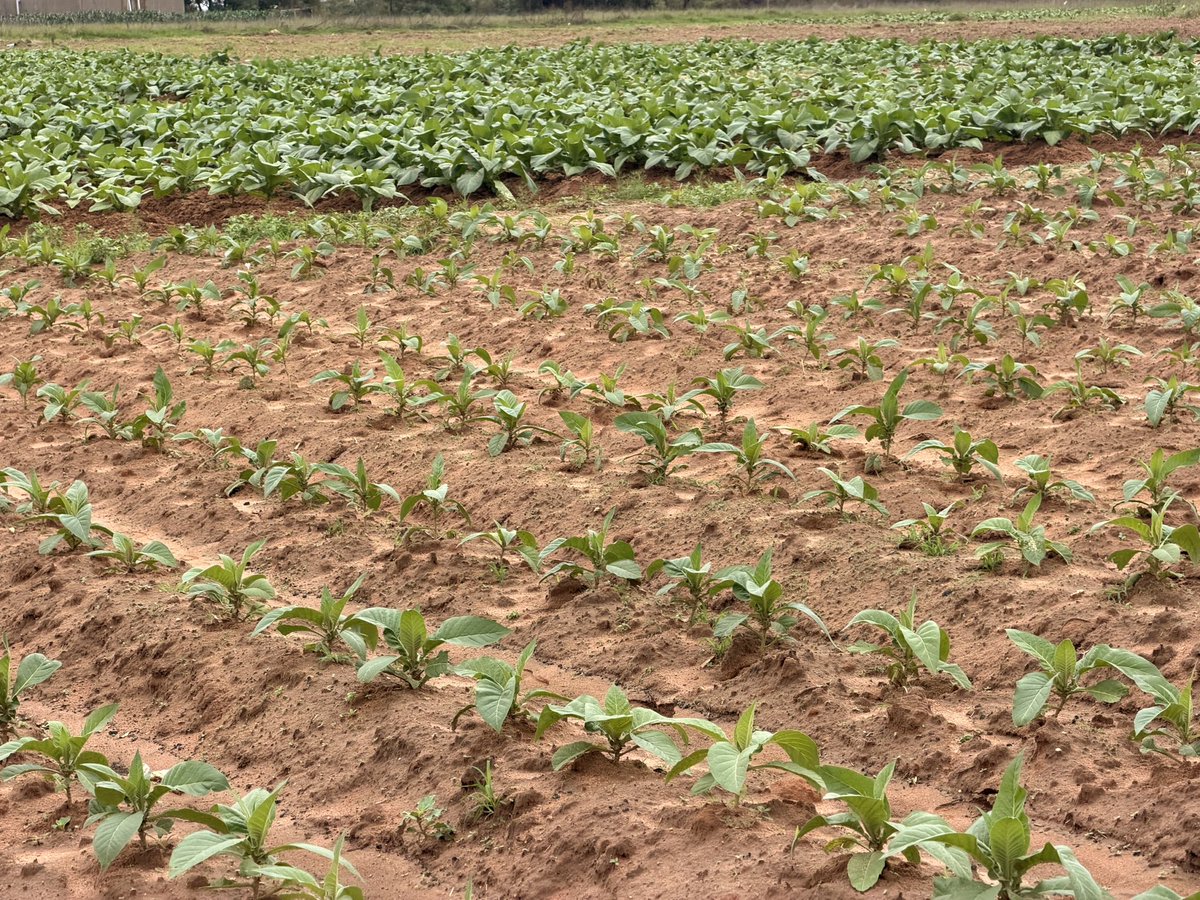 CP Chemicals Pvt Ltd tweet media