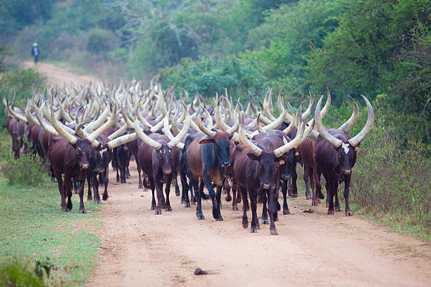 jistflex's tweet image. FG bans open grazing nationwide, a major step to finally handle the endless farmer–herder clashes