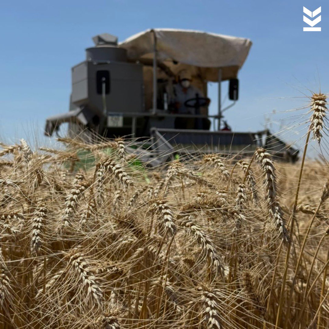 Klein Semillas tweet media