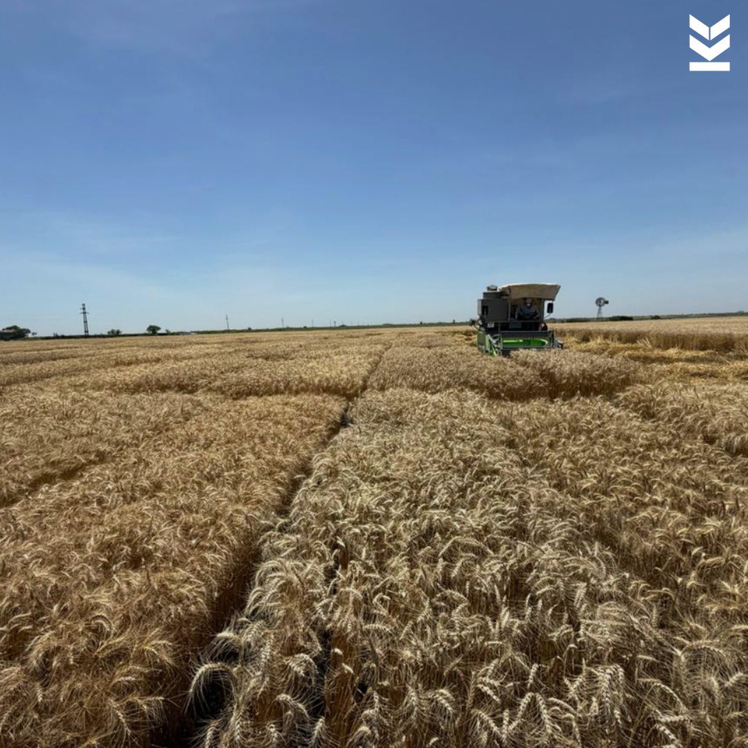 Klein Semillas tweet media