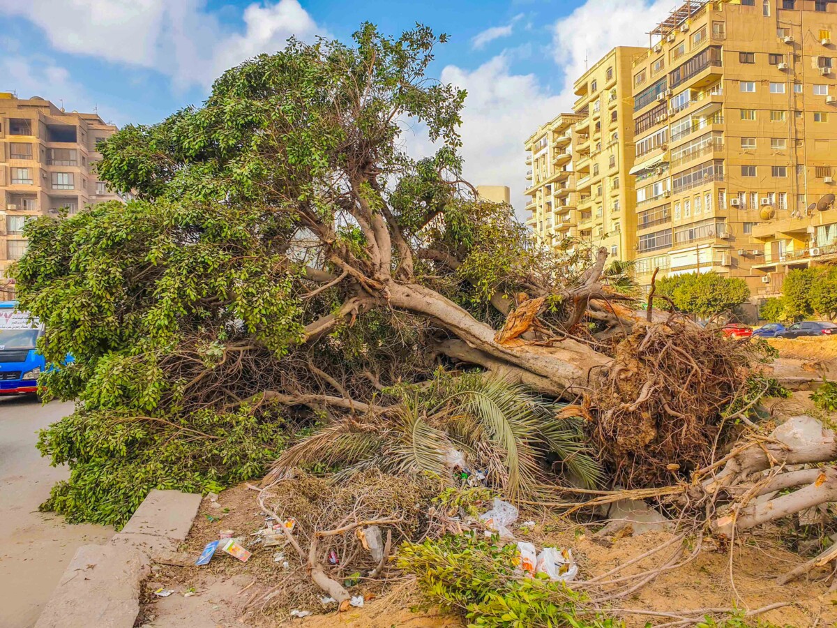 yussefya's tweet photo. مصر حسب بيانات Global Forest Watch، من 2014 لحد 2023 خسرت حوالي 5.06 مليون متر مربع من الغطاء الشجري والمساحات الخضراءو حسب تقرير OECD لمراجعة النمو الأخضر في مصر، بين 2017 و2020، القاهرة ولحدها خسرت حوالي 900,000 م² من المساحات الخضراء نتيجة توسعات غير مدروسة للطرق https://t.co/74u7qqkNAq