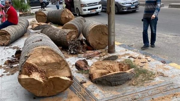 مصر حسب بيانات Global Forest Watch، من 2014 لحد 2023 خسرت حوالي 5.06 مليون متر مربع من الغطاء الشجري والمساحات الخضراءو حسب تقرير OECD لمراجعة النمو الأخضر في مصر، بين 2017 و2020، القاهرة ولحدها خسرت حوالي 900,000 م² من المساحات الخضراء نتيجة توسعات غير مدروسة للطرق