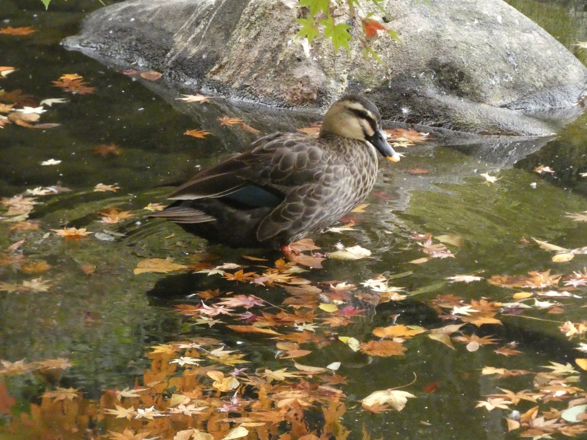 kamomiru_gwagwa's tweet image. モミジみたいな足が可愛い♪🍁🍁
#カルスポットA（11/18）