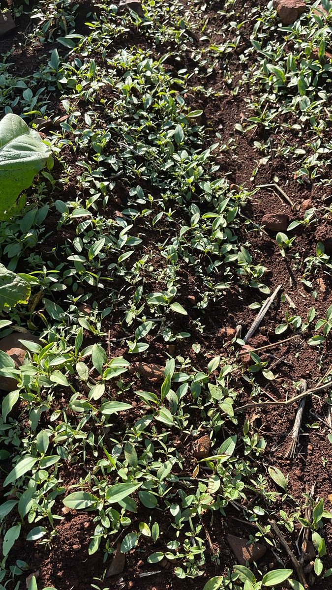 CP Chemicals Pvt Ltd tweet media