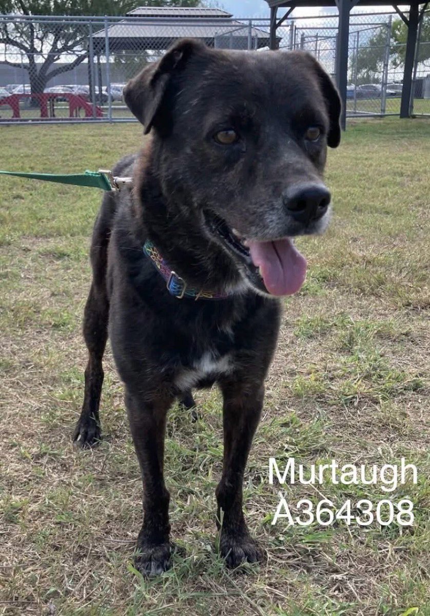 🆘5yo MURTAUGH #A364308 was adopted from Corpus Christi AC in 2024
Now owner is out of sight &amp; poor boy can be killed @ any moment‼️
Where’s the justice⁉️
Needs a truly loving furever 🏠 where he’s never rejected again
Plz PLEDGE
#RESCUE
#FOSTER
#ADOPT
He deserves the best!