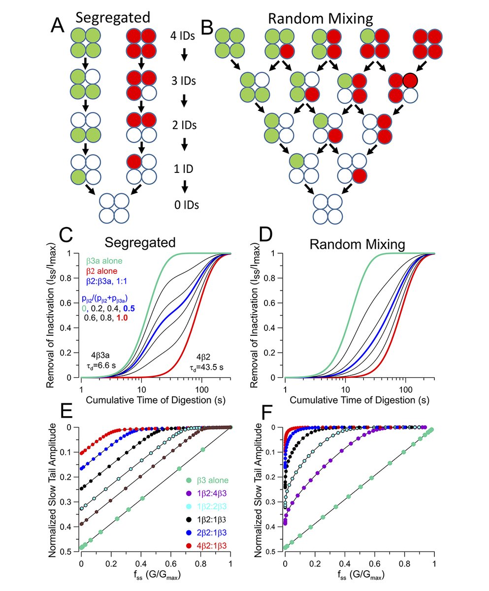Yu Zhou, <a href="/LingleChris/">Chris Lingle</a> et al. ask whether distinct β subunit isoforms coassemble in BK channel complexes or segregate into different complexes. They show that ternary β2:β3:α complexes form, consistent with a trinomial model of random mixing of β subunits. hubs.la/Q03VRCT-0