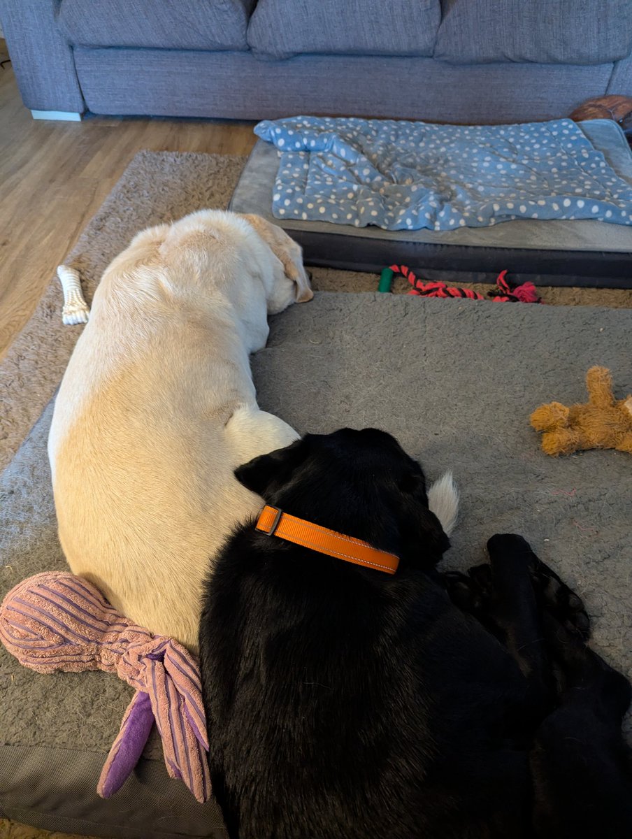 Retired 🦮 Uri (RIP RGD Arnie) tweet media