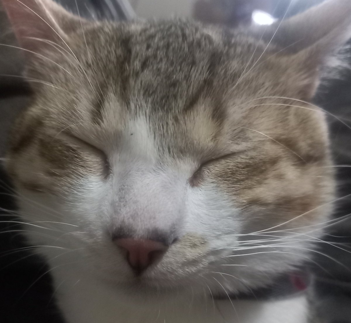 SpaceZino5's tweet image. So sorry this is happening to you, we love your squishy drawings regardless of what this dumb app does to them