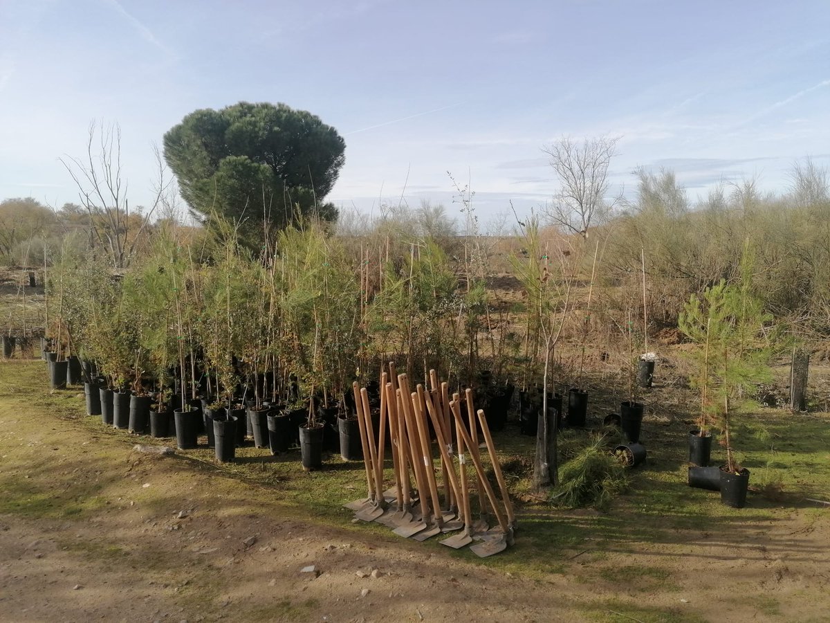 El pasado Domingo 23 de noviembre, se llevó a cabo una reforestación en el Entorno Meaques-Retamares, en la que se plantaron 170 árboles de diversas especies ( pinos, quejigos, alcornoques y almeces), en el margen de la Cañada Real de Madrid.
En esta ocasión contamos con la