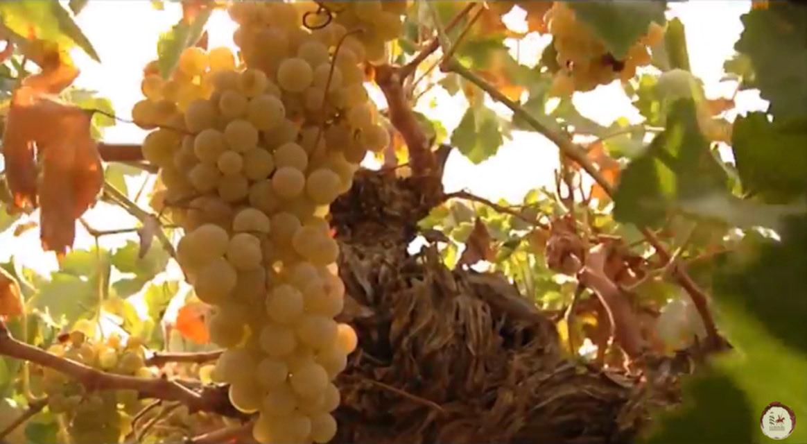 📅 Este viernes 30/11 celebramos el #DíadelaAirén, la uva blanca que mejor define La Mancha.
En #BodegasAyuso, brindamos con nuestro Abadía del Roble blanco, 100 % Airén: fresco, afrutado y con toda la personalidad de nuestra tierra.
bodegasayuso.es/dia-de-la-aire…
