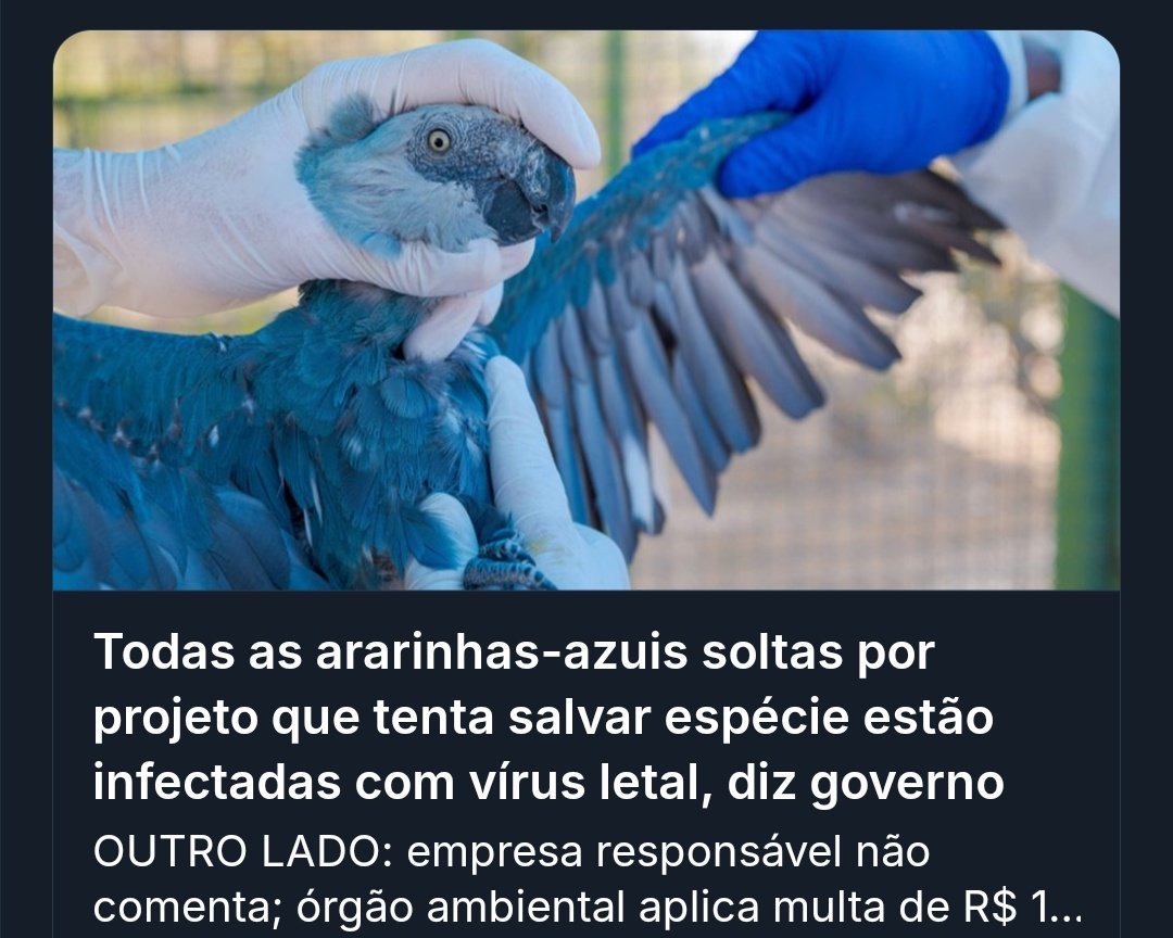 fiscaldoibama's tweet image. Cara, que LOUCURA!

A BOSTA do governo BOLSONARO rifou os cuidados da ARARINHA AZUL, entregou pra uma ONG ALEMÃ e agora todas estão infectadas com um vírus mortal que NÃO EXISTIA NO BRASIL!

A DESGRAÇA DO GOVERNO DE DIREITA AINDA FAZ ESTRAGOS!

sem-paywall.com/api/clean/http…