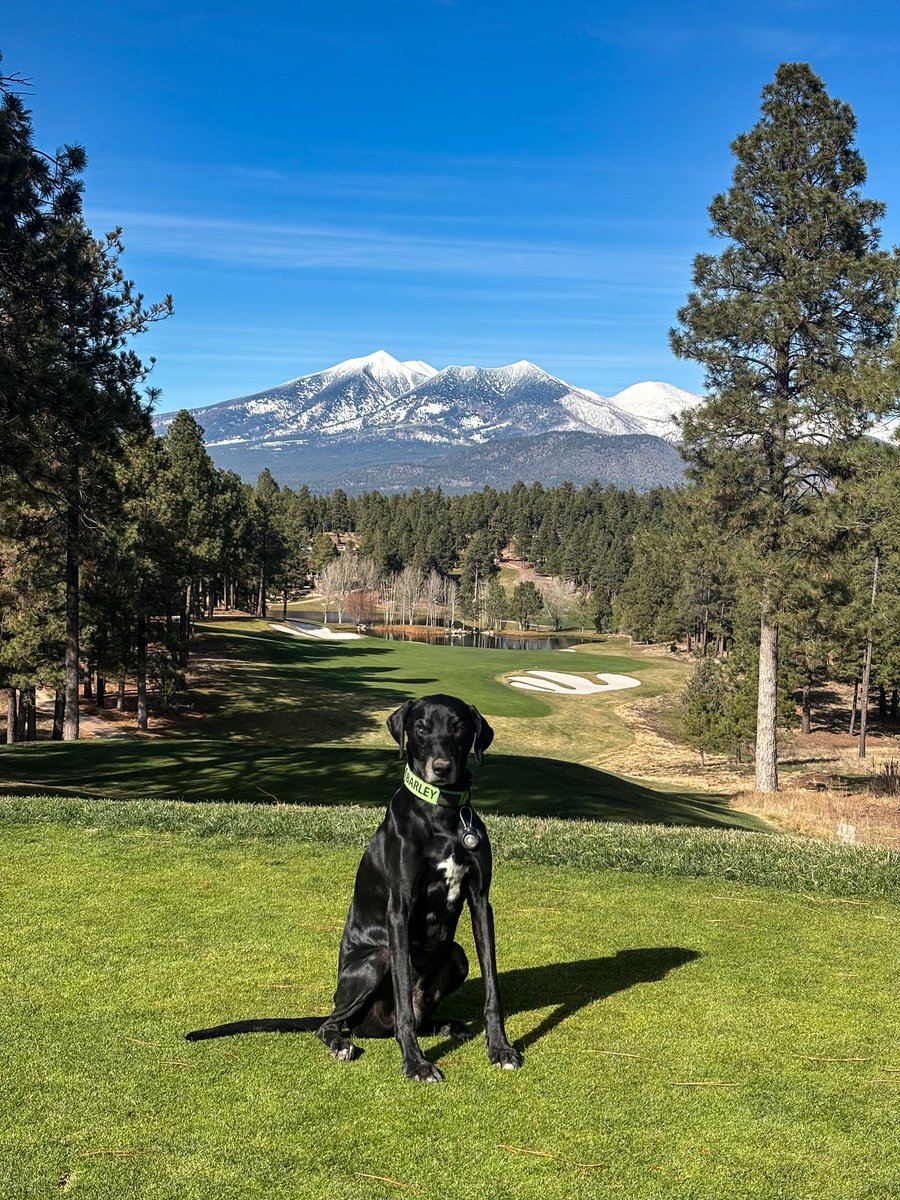 emcaseyturf's tweet image. Anyone else have an AirTag on their @DogsOfTurf? Barley is an adventurous boy and likes to wander away from the shop sometimes🙃