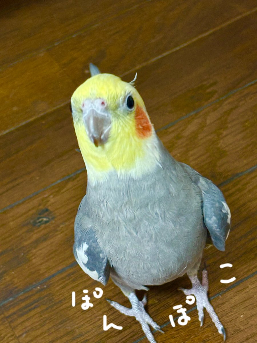 お腹いっぱいでまん丸お腹になったぽんじを見てください