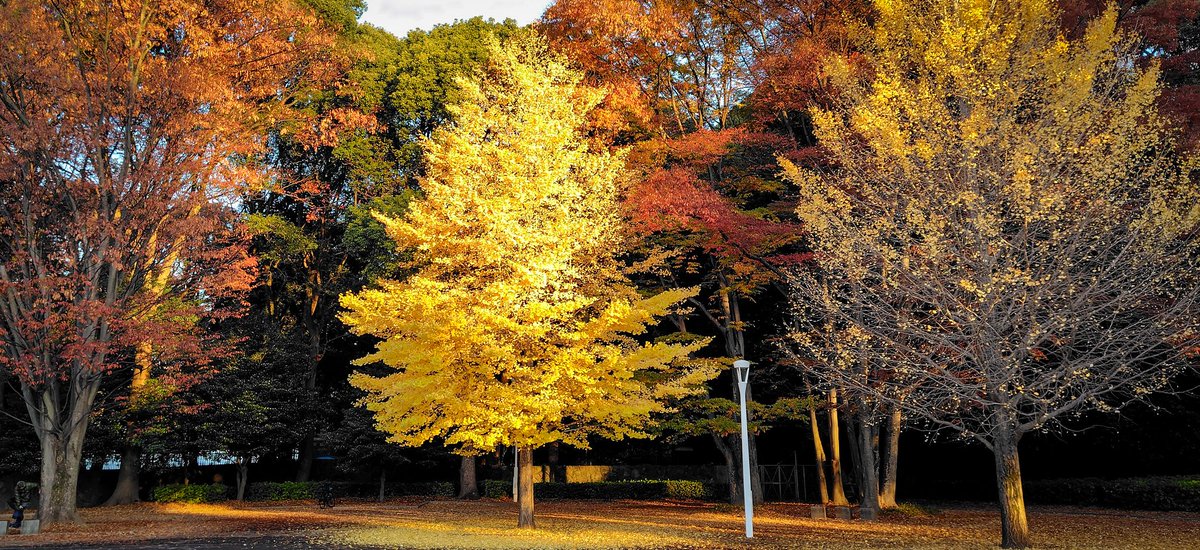 きょうの紅葉
都内も紅葉が見ごろです。原宿の朝陽はビルの合間を抜けて紅葉に射します。
 #写真が好きな人と繋がりたい #キリトリセカイ #東京カメラ部 #原宿
#代々木公園　#渋谷区　＃スマホ写真