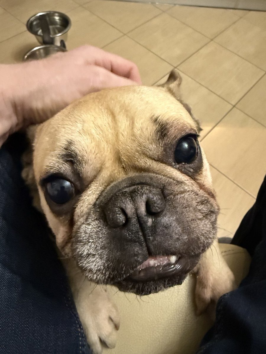 sitbo_'s tweet photo. @sironyeka Heeey everyone from my furry potato 🐶 https://t.co/3Kctr3vMC4