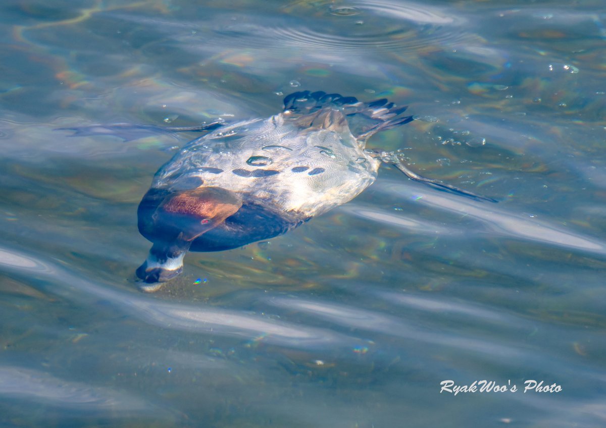 rb_merganser's tweet image. さすがに見えないと撮れませんｗ　見下ろしで水の透明度次第＆浅い場所が見やすいですが、白っぽい羽衣、特にホオジロガモやキンクロハジロの♂は年が明けたあとの時期にお腹が真っ白になるので、少し濁った水中でも動きを追えますし。浮上時に機材のフォーカスがついてくるかどうかは別の話ｗ