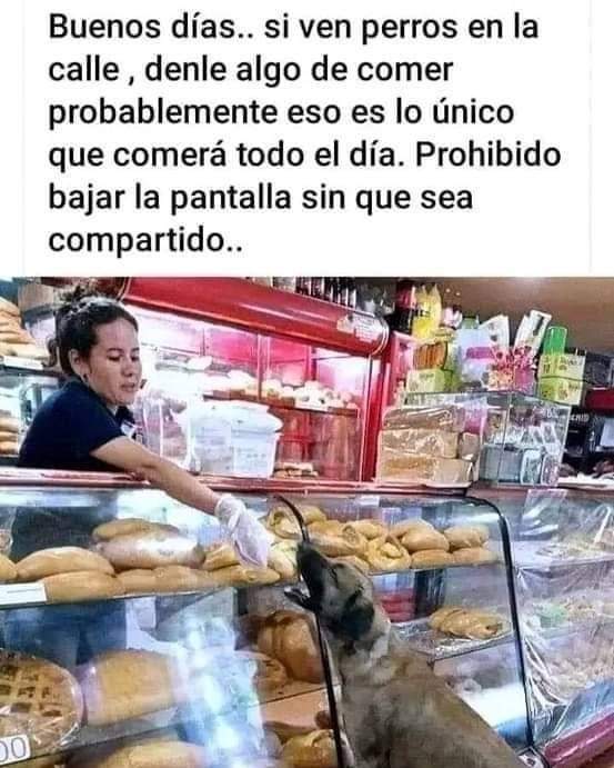 <a href="/ITROriginal/">ITR Oficial</a> Muchas gracias a esos dueños de negocios que son generosos con los animalitos en situación de calle... tienen asegurado un lugar en el cielo