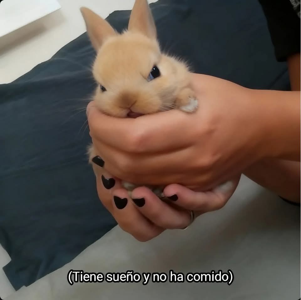 Cuando debo detener la agresividad de la princesa <a href="/kissbywildfire/">𝐌ɪɴᴀ~ 𝒯𝚑𝚎 𝚛𝚎𝚊𝚍𝚑𝚎𝚊𝚍 𝕻rιᥒᥴᥱss</a> 🤭