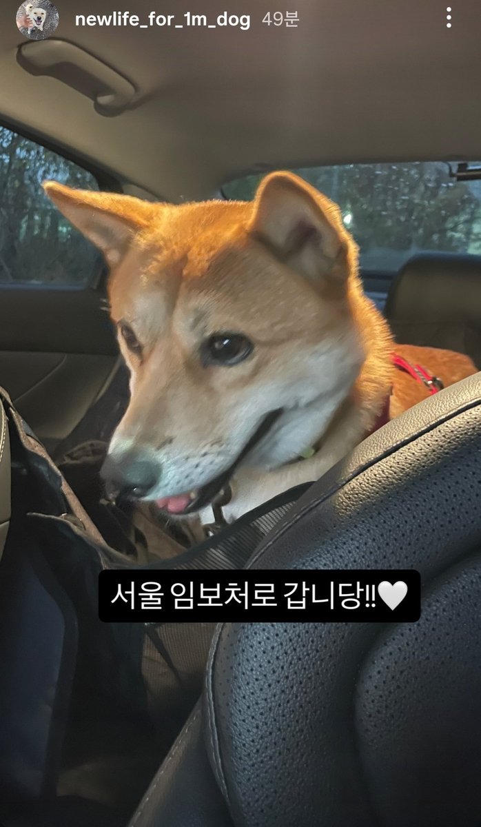 다들 공유해주셔서 감사합니다
트위터보고 한 분이 연락주셨다고 해요! 황구 진주에서 서울까지 임시보호 갑니다.
누구신지 모르지만 넘 감사드려요! 제가 도움드릴 일 있으면 언제든 멘션이나 디엠주세요🧡🧡🧡
황구는 도시생활, 가정생활이 처음이니 스마트태그랑 산책 시 이중리쉬 추천드려요👍