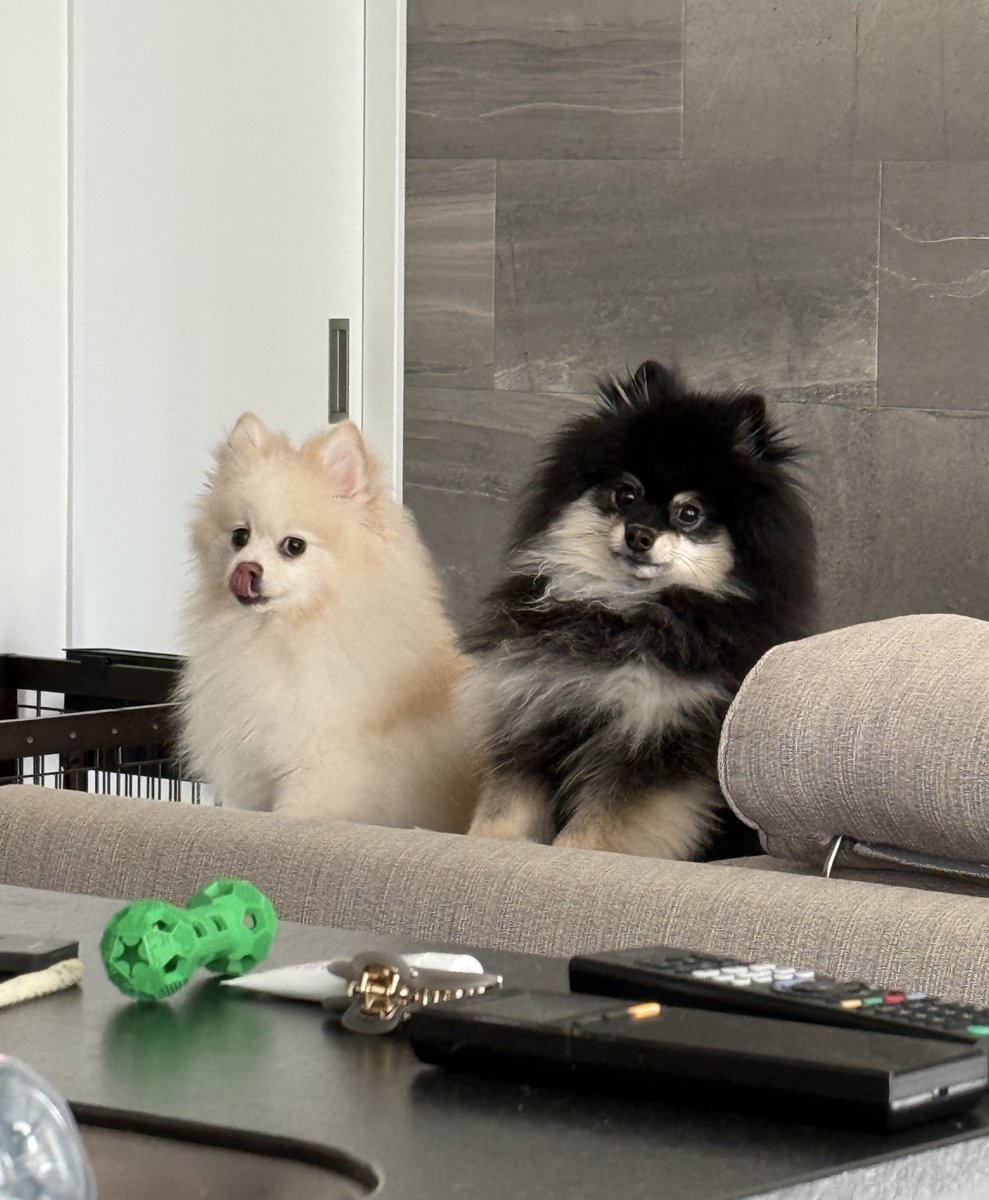 チャピシト🧸🍋ポメラニアン (@chappy_1005) / Posts / X