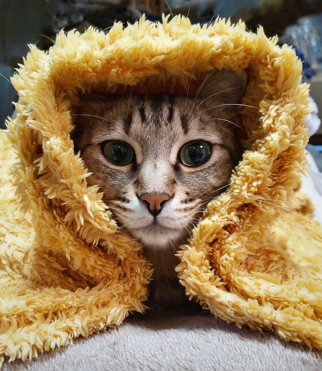 gigichapo's tweet photo. かわいい🥳🐑✨
#猫 https://t.co/IGFScbUrd5