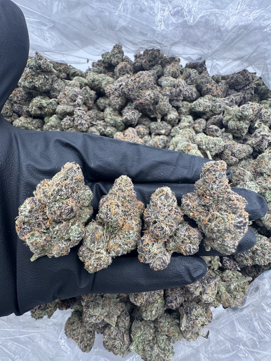 GIAEXOTIX's tweet image. LEMON CHERRY 🏎️ 

Check out the link for full media 
dympt.org/GIAEXOTICS

t.me/+BTdxzjfX7bk0Z…

#cannabis #thc #indoor #weed #stoners #california #ganja #packs #runtz #zkittes #lcg #lemoncherrygelato