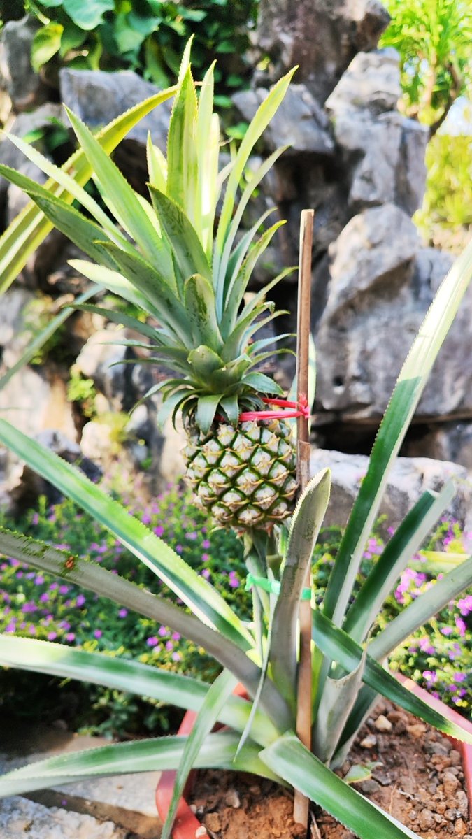 pineapple grow like this