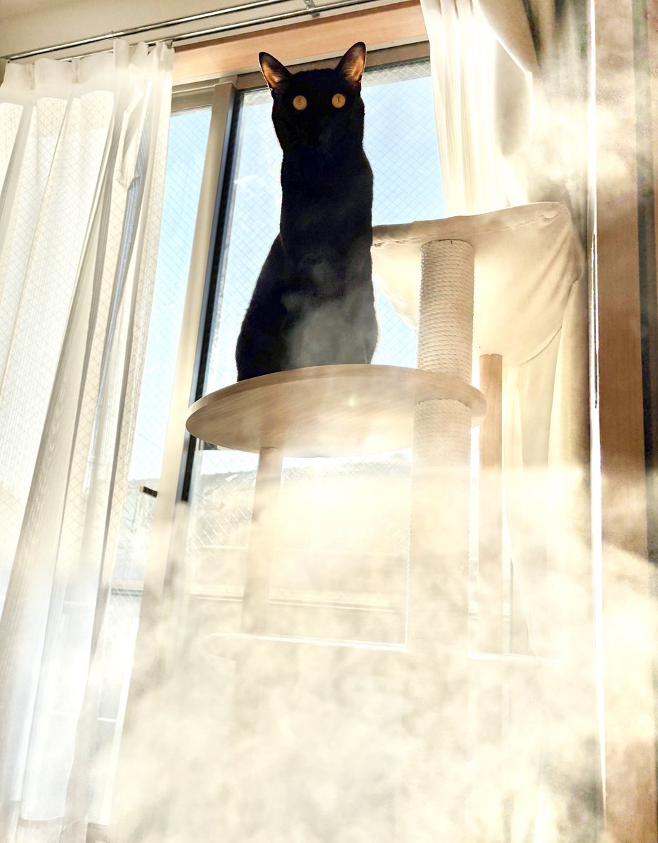 しゃきち (@syasya3434) / Posts / X