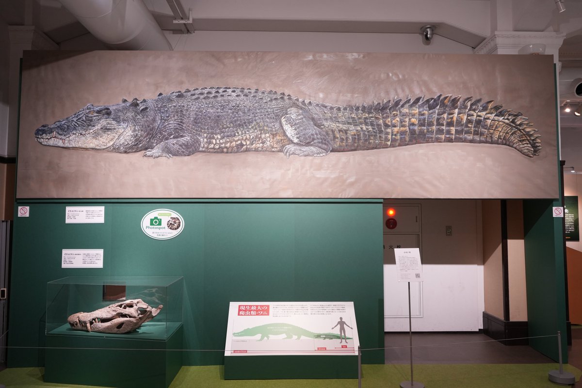 📢本日開幕！🐊 ＼ 本日、企画展「ワニ」が開幕しました！ 会場では