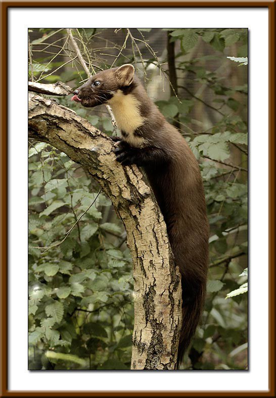 [🔗](api.tinyfox.dev/hourly/pinemar…)