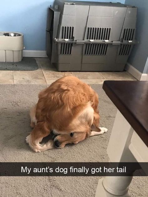 everything dogs 🐶 (@everythingdogss) on Twitter photo 