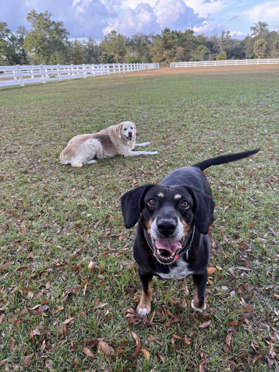 catturd2's tweet image. Last night, I didn’t think my senior old dog Pedro was gonna live through the night. I asked for prayers and the turnaround is unbelievable. The power of prayer is real. 

He was still bad this morning, but suddenly he just got better somehow today. Not sure how long this will…