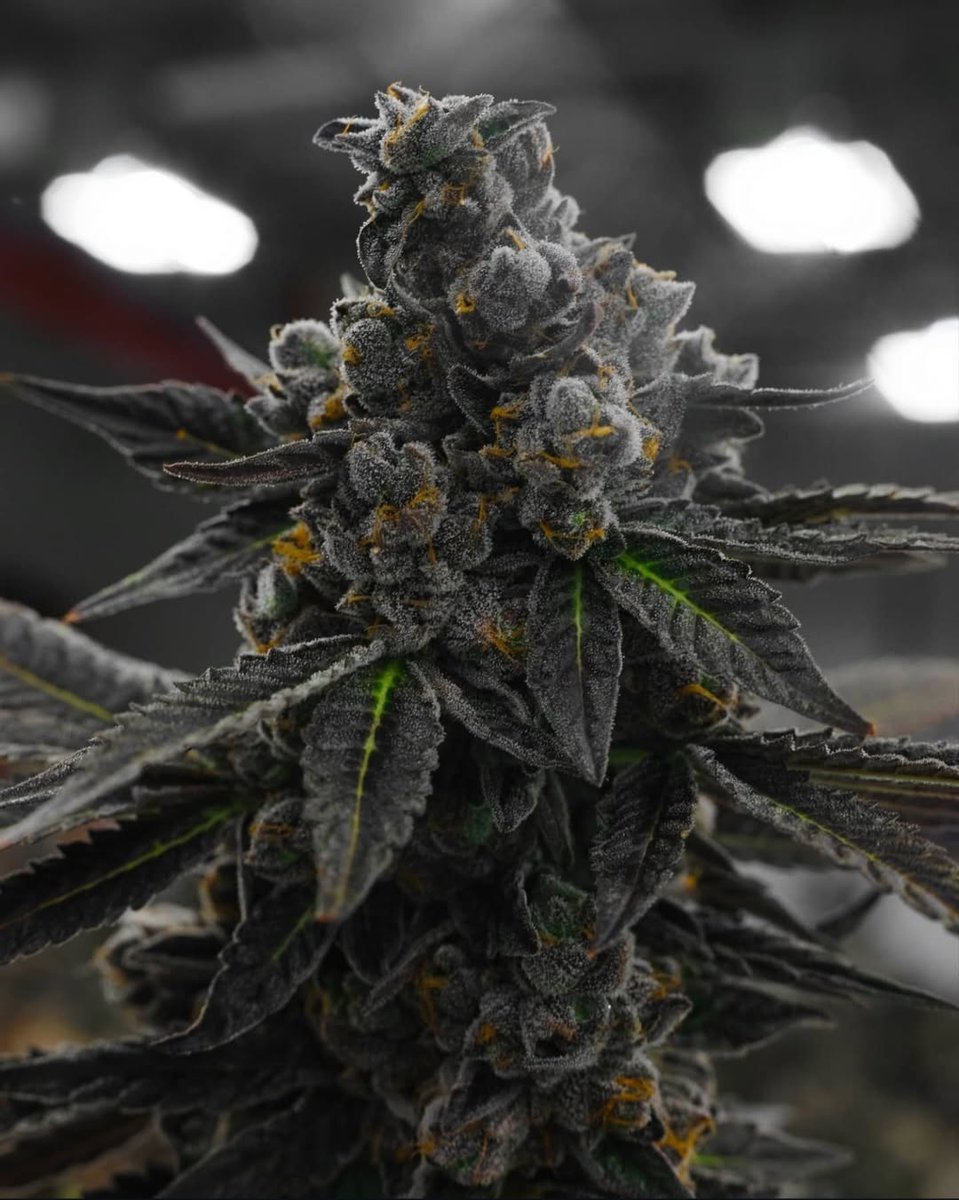 Greenplaces420's tweet image. Apples and bananas