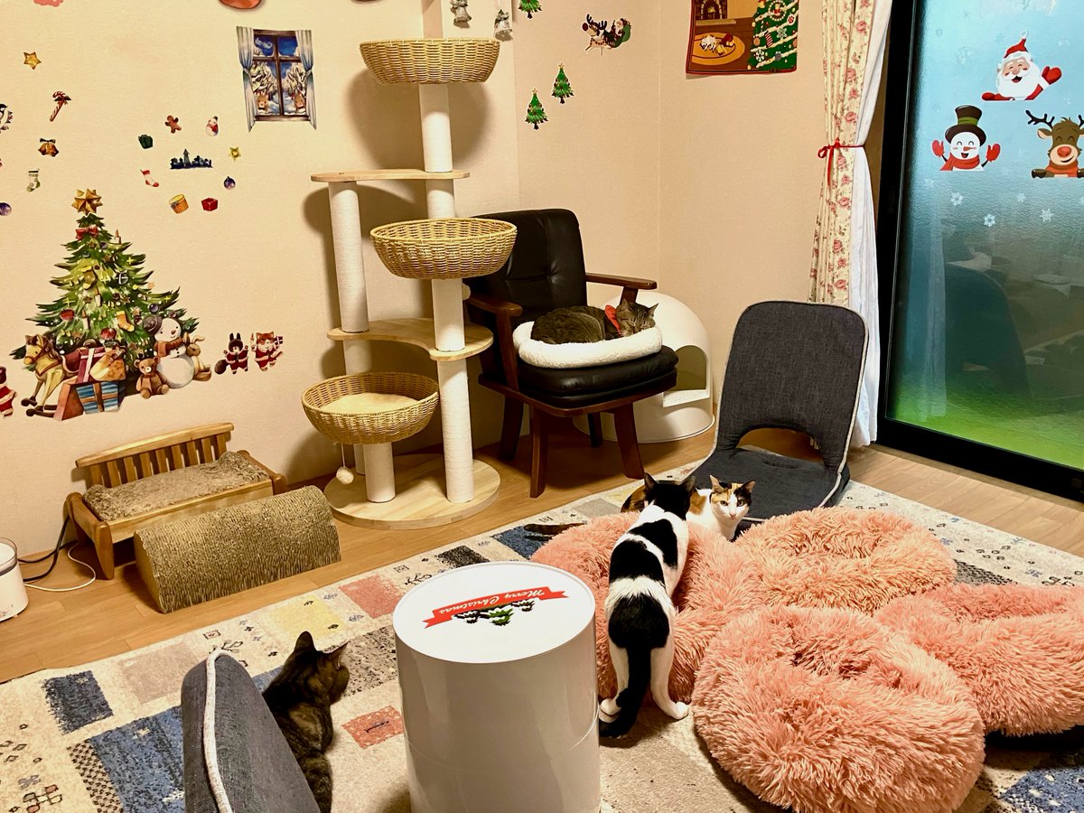🎄😺✨ご予約受付中✨😺🎄
店内はクリスマス仕様で暖かい雰囲気に🎅
可愛い猫ちゃん達と一緒に、心ほぐれる癒しの時間をすごしませんか？
完全貸切なので周りを気にせず、のんびりまったり🐾

🌸只今の空き時間🌸
11/29(土) 14時～18時🈳
11/30(日) 12時～18時🈳

冬のご褒美にぜひお越しくださいね✨