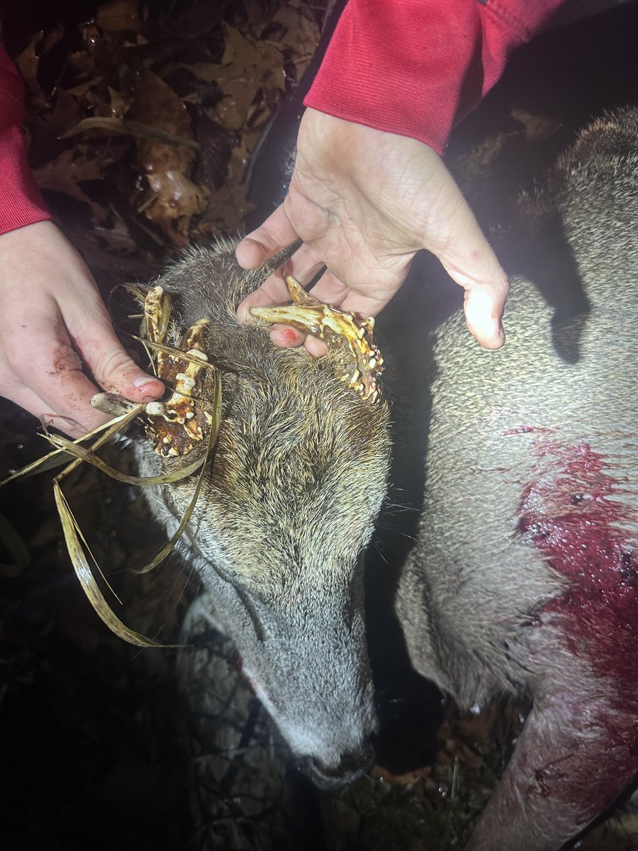 DocDos5's tweet image. It ain’t the biggest buck but it’s my sons first! Odd antlers