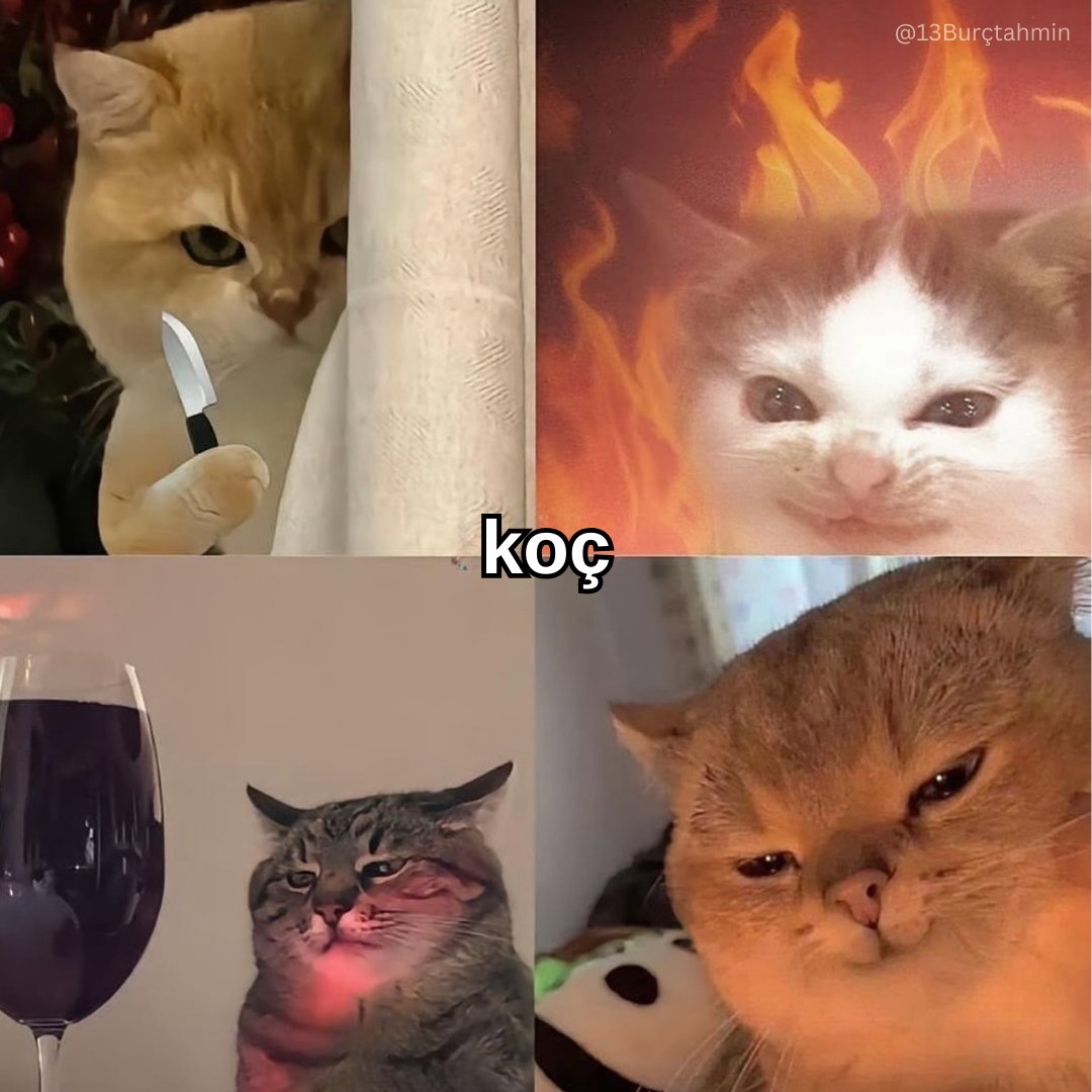 KOÇ - Kedi Versiyonu