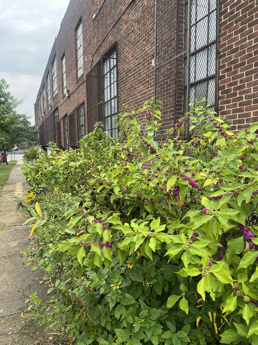 Johns Hopkins Connects tweet media