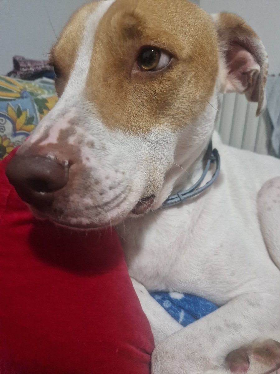 _PurpleFlo's tweet image. Happy birthday to me!! + look at my buddy